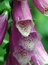 Digitalis purpurea (Kraut), Roter Fingerhut, Färbepflanze, Färberpflanze, Pflanzenfarben,  färben, Klostergarten Seligenstadt